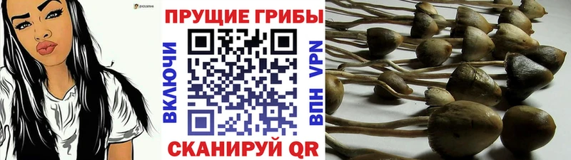 Псилоцибиновые грибы мухоморы  Кудрово 